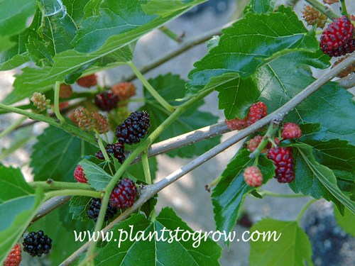 White Mulberry (Morus alba)
The multiple fruit consisting of small fleshy drupes.  The dark purple is ripe. (July 3)